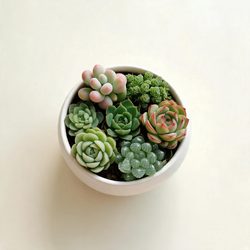 多肉植物治愈头像合集 植物风微信头像