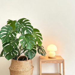ins风绿植生活头像合集 植物风微信头像