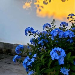 夕阳下的花墙 风景微信头像
