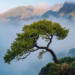 山顶孤独的大树 风景微信头像