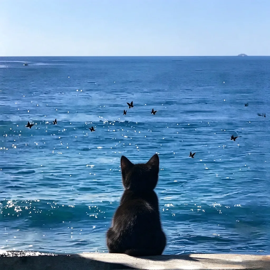 小猫背影看风景治愈头