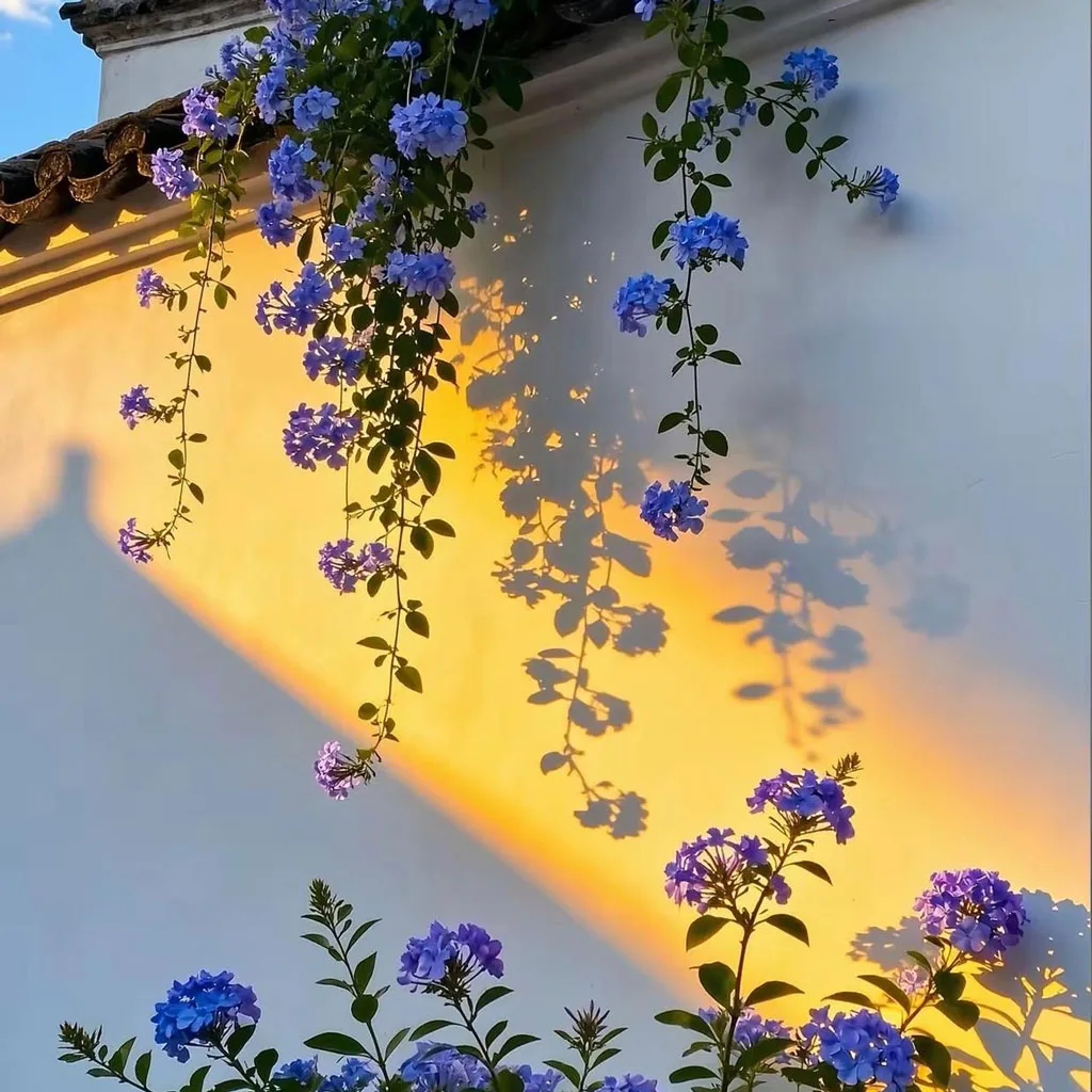 夕阳洒在垂满蓝色鲜花的墙面